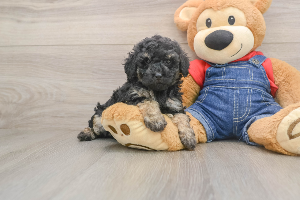 Poodle Puppy for Adoption