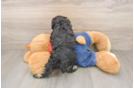 Poodle Pup Being Cute