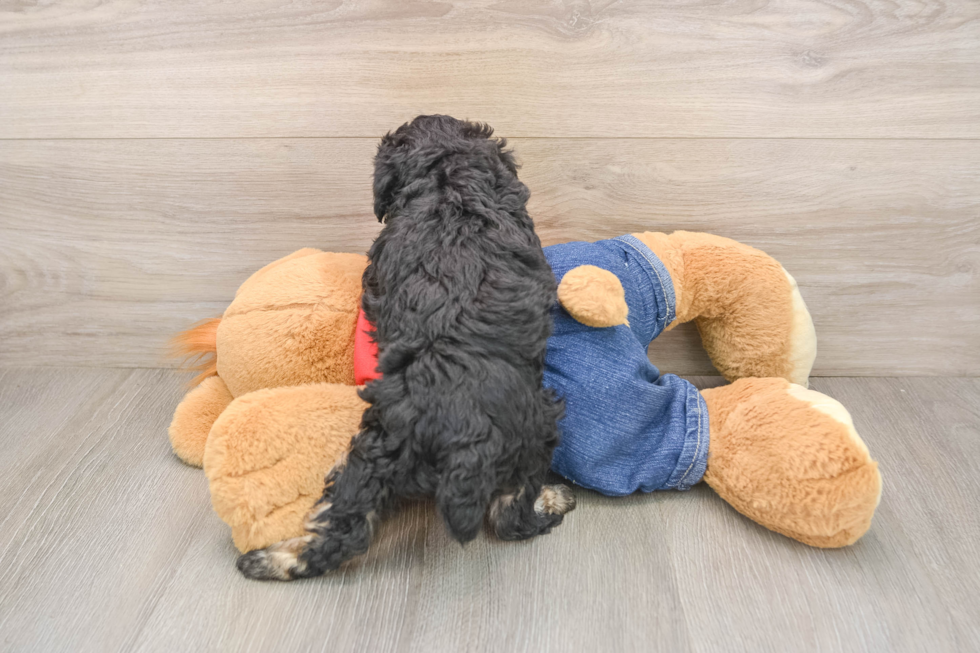 Poodle Pup Being Cute