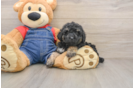 Small Poodle Purebred Pup