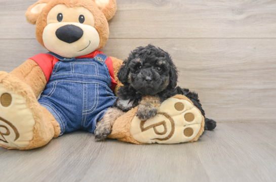 Small Poodle Purebred Pup