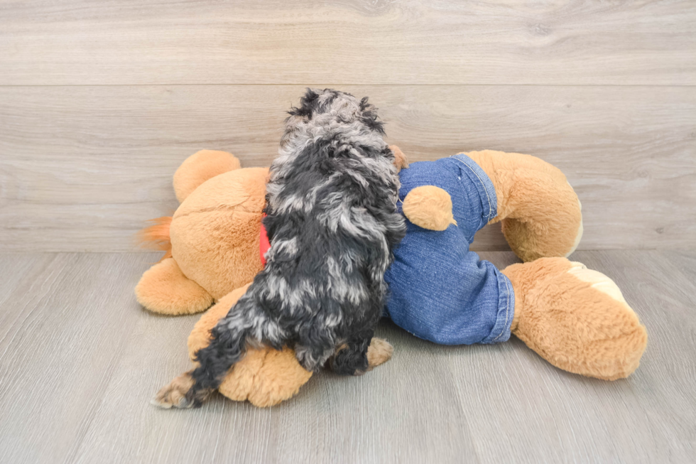 Small Poodle Purebred Pup
