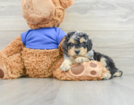 8 week old Poodle Puppy For Sale - Florida Fur Babies