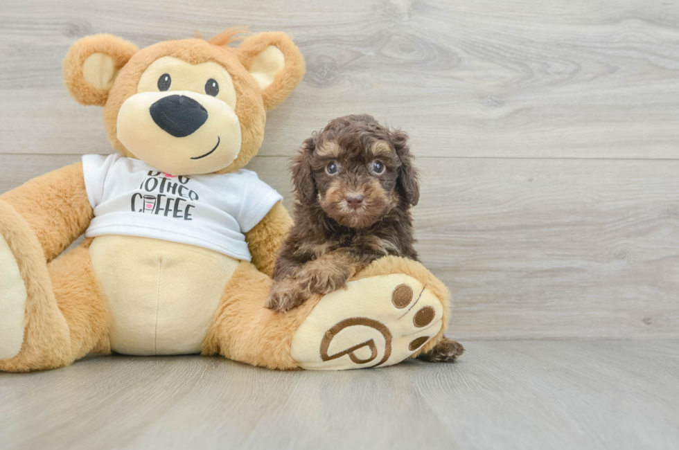 5 week old Poodle Puppy For Sale - Florida Fur Babies