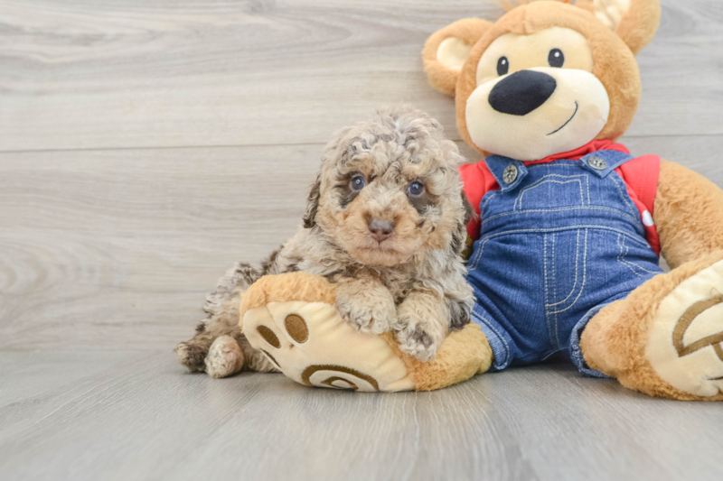 Meet Carlton - our Poodle Puppy Photo 1/3 - Florida Fur Babies