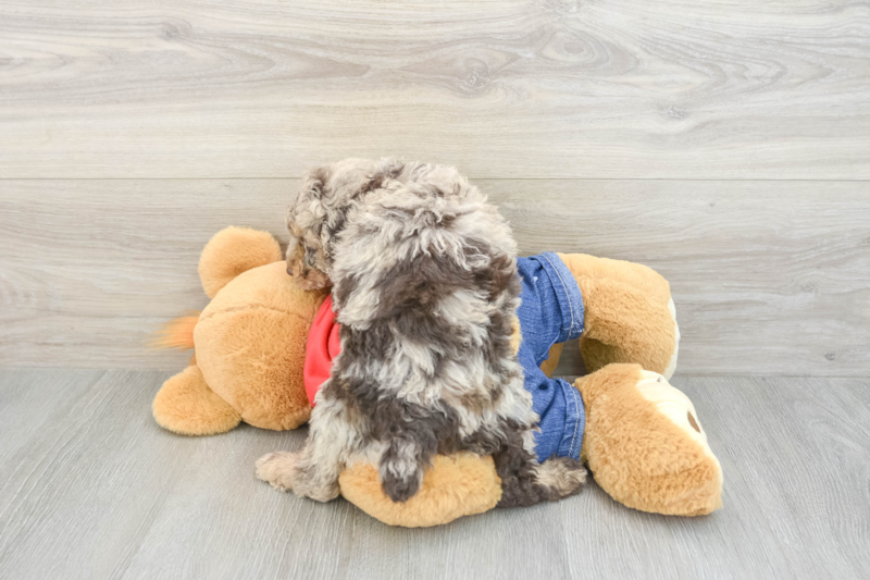 Meet Carlton - our Poodle Puppy Photo 2/3 - Florida Fur Babies