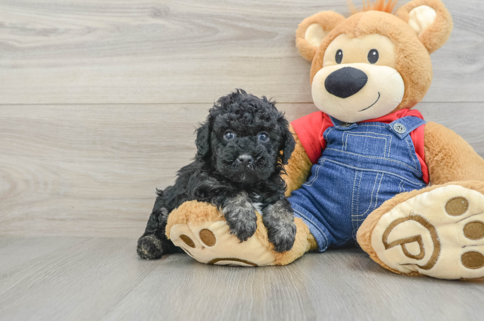 5 week old Poodle Puppy For Sale - Florida Fur Babies