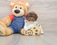 6 week old Poodle Puppy For Sale - Florida Fur Babies