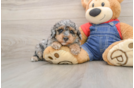 Best Poodle Baby