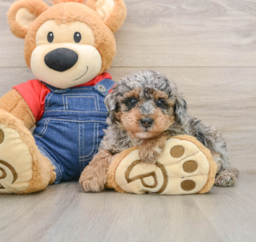 7 week old Poodle Puppy For Sale - Florida Fur Babies