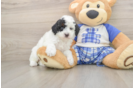 Little Poodle Purebred Pup