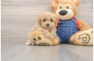 Funny Poodle Purebred Pup