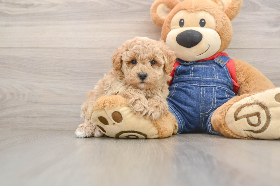 Funny Poodle Purebred Pup