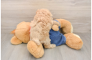 Sweet Caniche Purebred Puppy