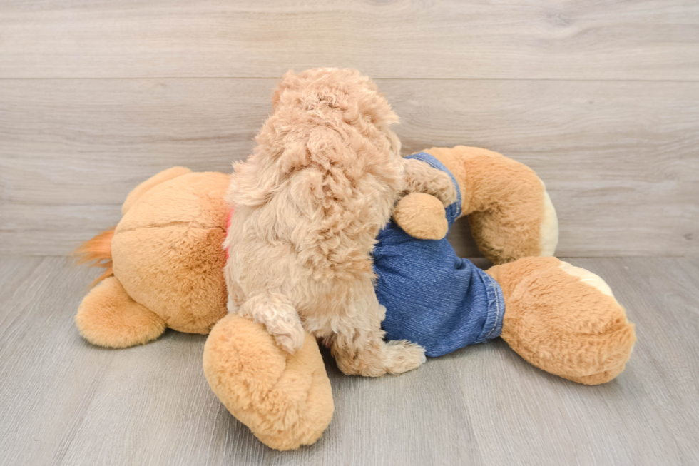 Sweet Caniche Purebred Puppy