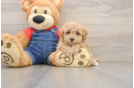 Poodle Pup Being Cute