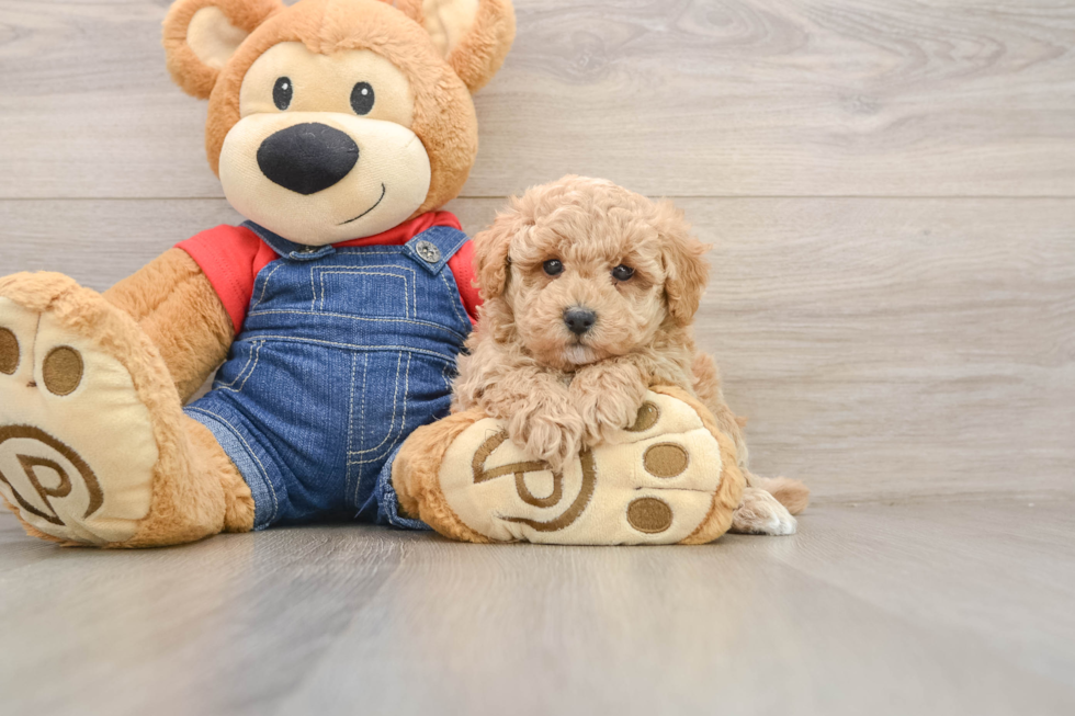 Poodle Pup Being Cute