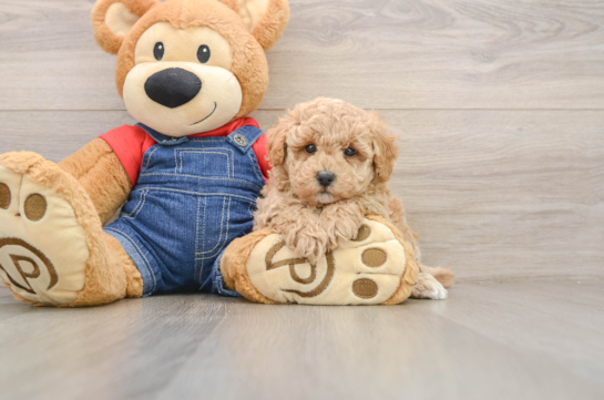 Poodle Pup Being Cute