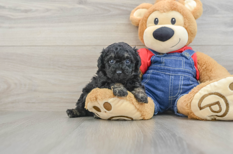 5 week old Poodle Puppy For Sale - Florida Fur Babies