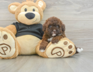 6 week old Poodle Puppy For Sale - Florida Fur Babies