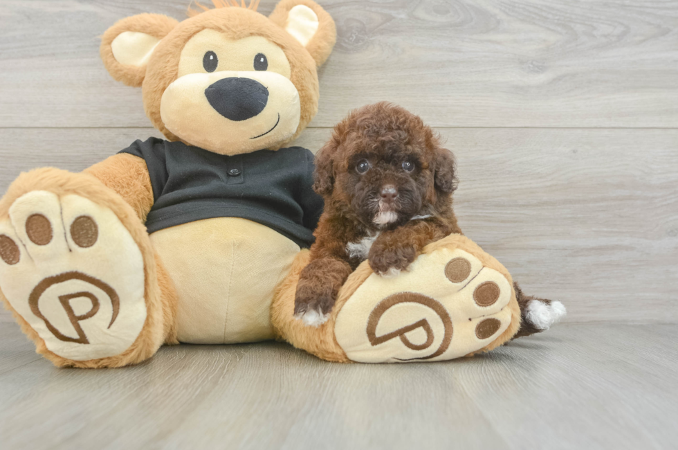 5 week old Poodle Puppy For Sale - Florida Fur Babies