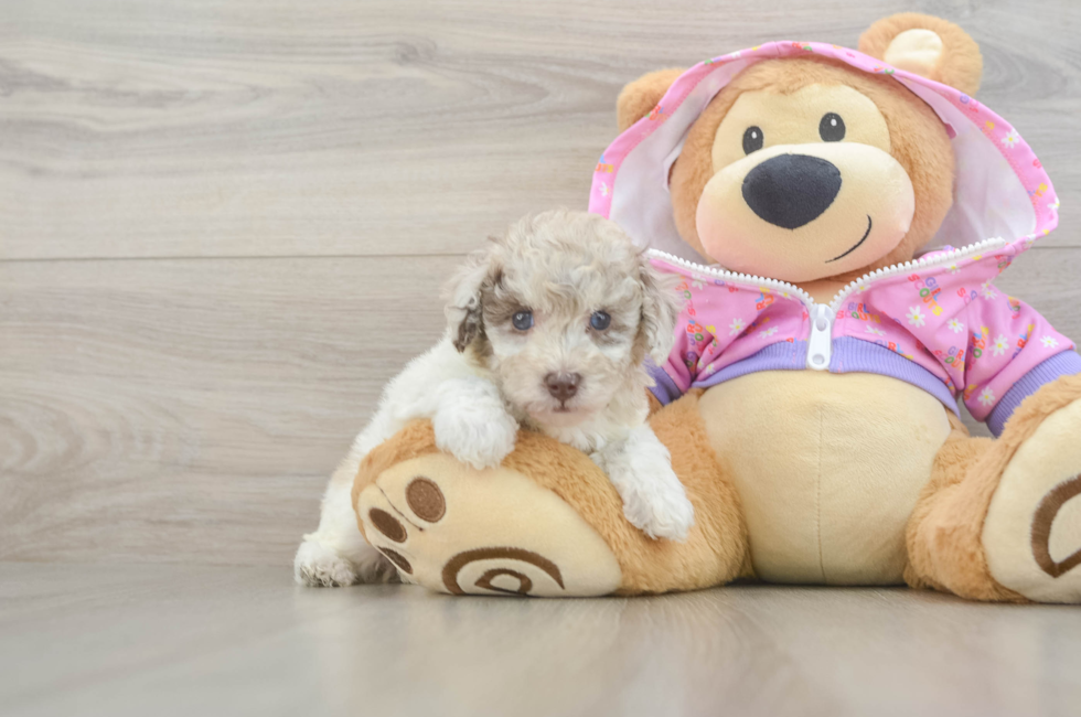 5 week old Poodle Puppy For Sale - Florida Fur Babies