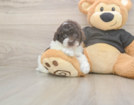 9 week old Poodle Puppy For Sale - Florida Fur Babies