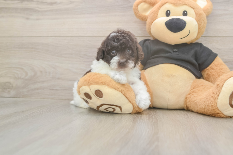 6 week old Poodle Puppy For Sale - Florida Fur Babies