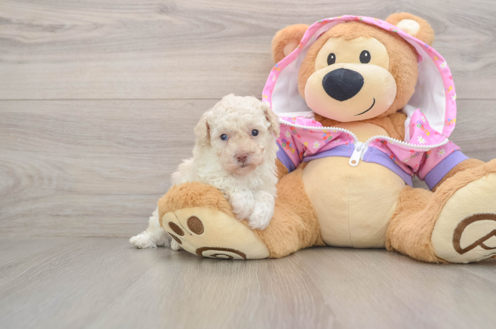 5 week old Poodle Puppy For Sale - Florida Fur Babies