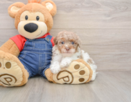 8 week old Poodle Puppy For Sale - Florida Fur Babies