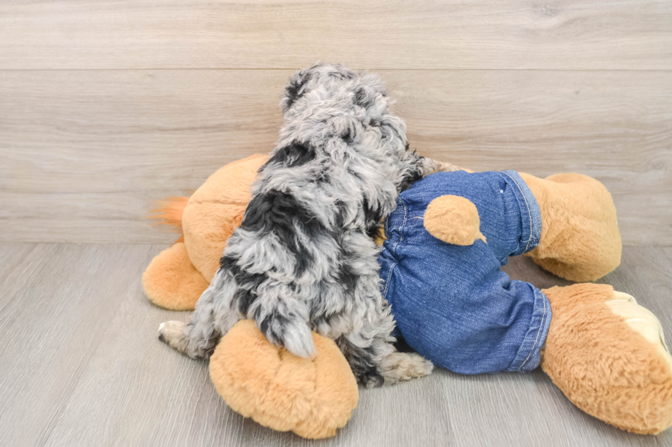 Poodle Pup Being Cute