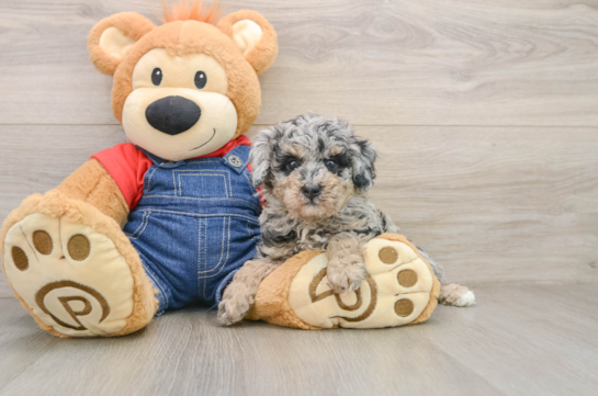 Adorable Pudle Purebred Puppy