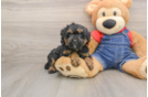 Poodle Puppy for Adoption