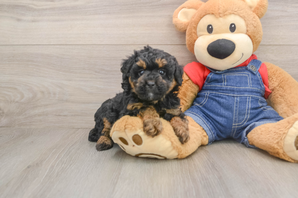 Poodle Puppy for Adoption