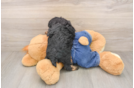 Small Poodle Baby