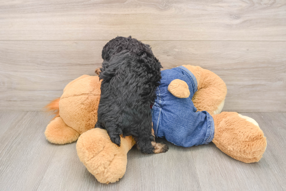 Small Poodle Baby