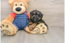 Poodle Pup Being Cute