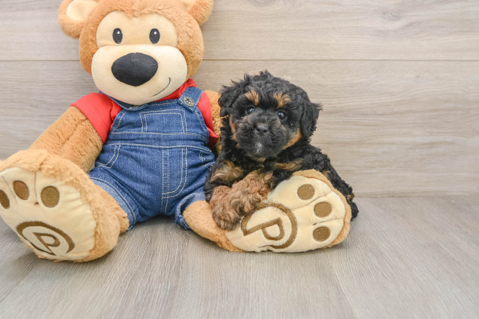 Poodle Pup Being Cute