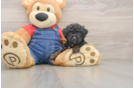 Playful Poodle Purebred Pup