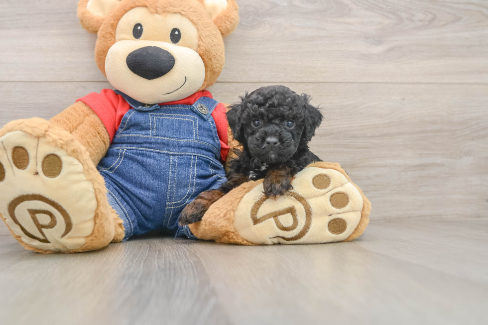 Playful Poodle Purebred Pup