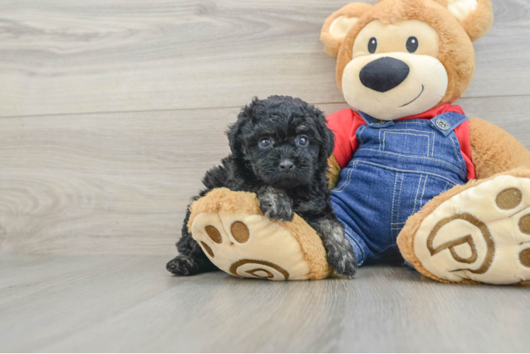 Poodle Pup Being Cute