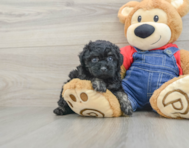 7 week old Poodle Puppy For Sale - Florida Fur Babies