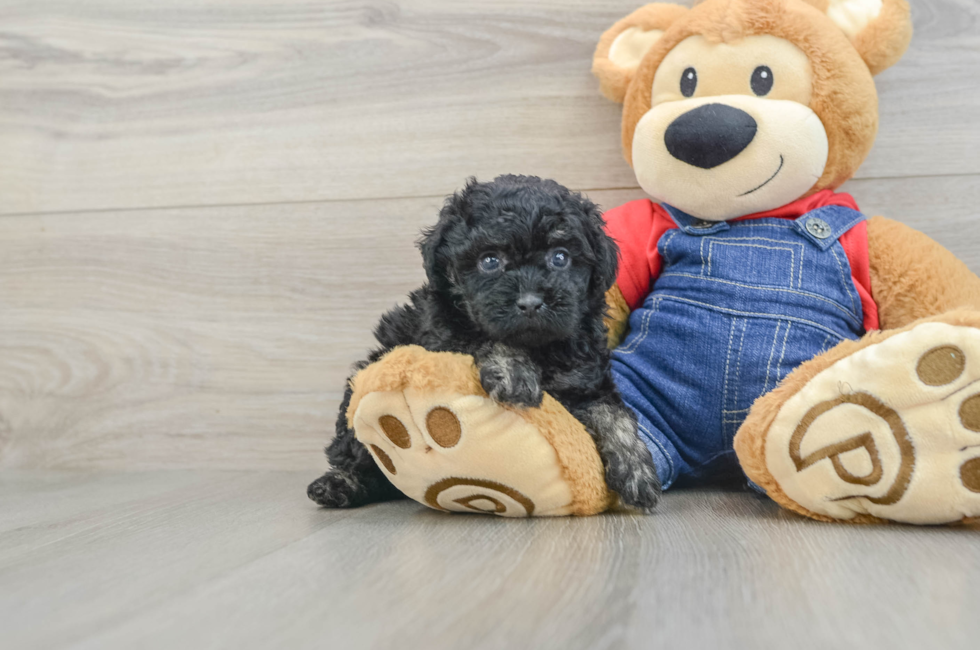 5 week old Poodle Puppy For Sale - Florida Fur Babies