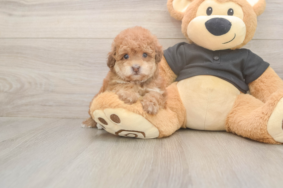 6 week old Poodle Puppy For Sale - Florida Fur Babies