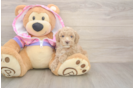 Smart Pooodle Purebred Puppy