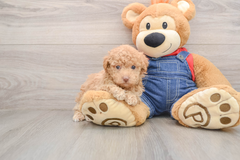 Small Poodle Purebred Pup