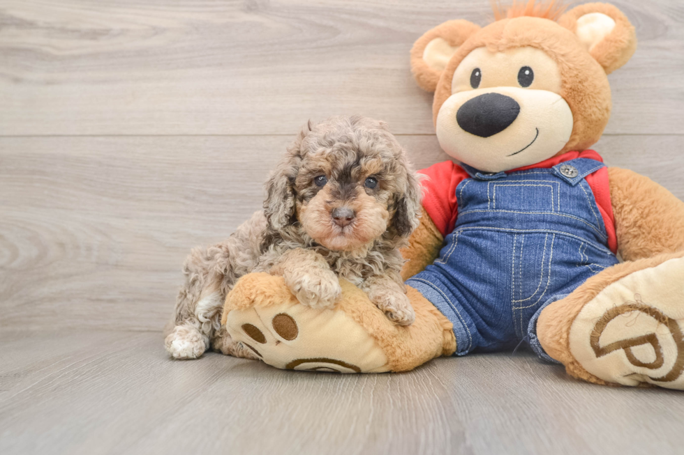 Playful Poodle Baby