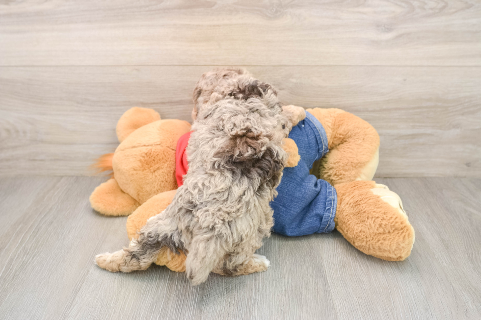 Little Poodle Purebred Pup
