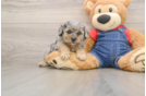 Poodle Pup Being Cute