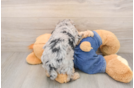 Playful Poodle Baby